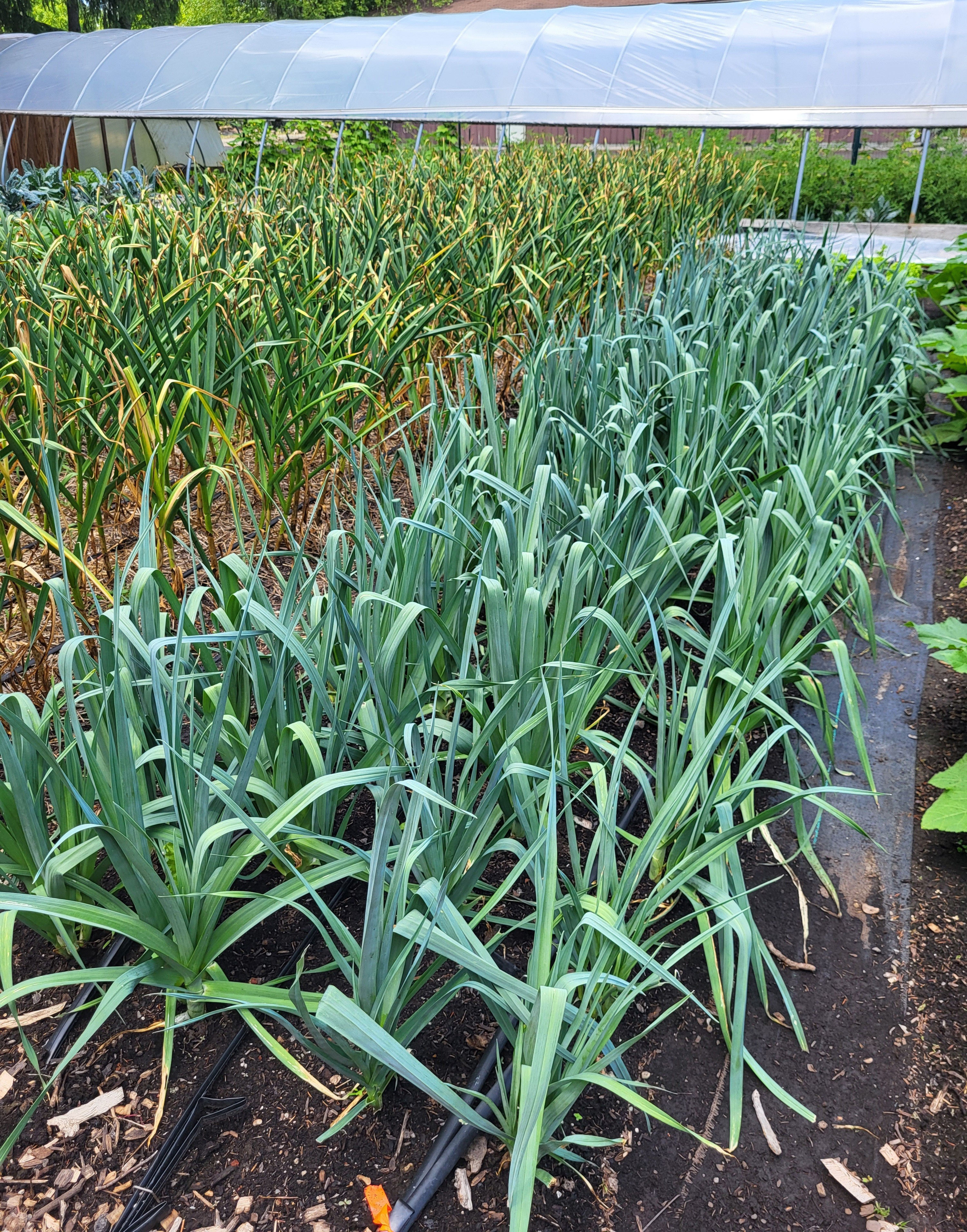 Beds of leeks and garlic.